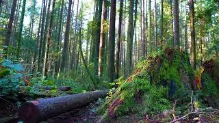 4K Pacific Spirit Park | Nature Sounds