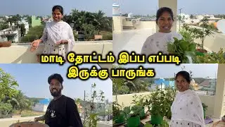 மாடி தோட்டம் இப்ப எப்படி இருக்கு பாருங்க 😍| Terrace Garden Update 🥰| Sangeetha Vinoth | #tamilvlog