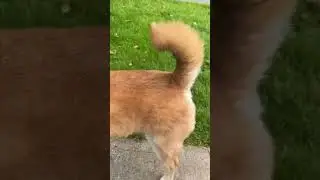 Shiba Inu tail providing you seratonin