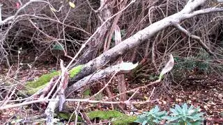 a sasquatch family in the peekers den again!