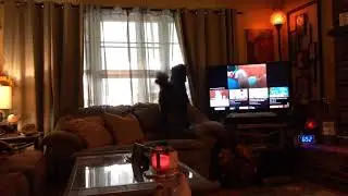 Standard Poodle Bark