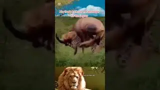 #LionFail #AntelopeWin #WildFight #EpicFail #trendingnow