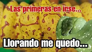TRUCAZOS para SERPIENTE PYTHON VERDE DE ÁRBOL, morelia viridis. Una serpiente que te dejará K.O 😱😍