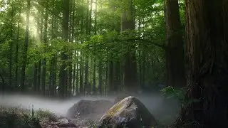 copyright free music | copyright free nature video free download | copyright nature video download