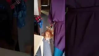 #бог #automobile #заправка #вера #юмор #заправкатехники #бизнес #love #cat