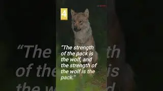 Top 5 Badass Wolf Quotes - Revitalize Your Spirit with These Powerful Words!