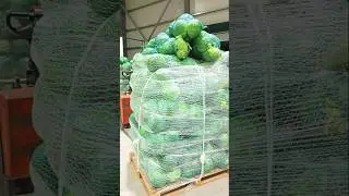vegetable farming garden #agriculture #famers #agriculturefarming #farming #export