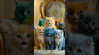 Kitten Group Song #kittens #kittenshorts #kittensong #catlover #viralvideo #shorts