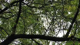 Roodborst geluid