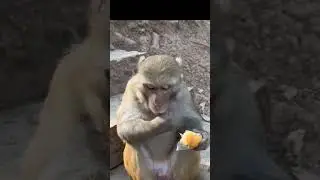 Funny monkey ll monkey eats bread # viral #shorts #video# reel#viralreel