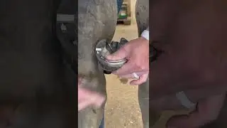 🐴 Shoe a horses hoof with me! #farrier #hooftrimming #horseshoeing #asmr #oddlysatisfying