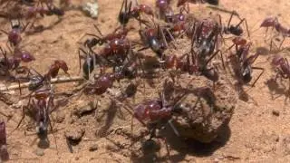 Aussie Meat Ants DESTROY Famous Australian Redback Spider (Latrodectus hasseltii) at Baraka