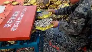 Sunflower sheller machine Sunflower thresher machine