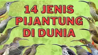 JENIS PIJANTUNG DI DUNIA
