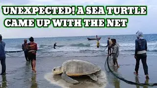 Wow! An Unexpected Moment While Pulling the Net, a Sea Turtle Got Caught