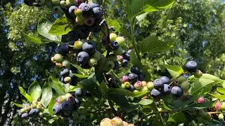 Hái Trái cây (blueberry) tại vườn ở New Zealand thì bao nhiêu một ký ?