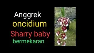 anggrek oncidium sharry baby bermekaran #shortsanggrek  #shotsorchid  #shorts