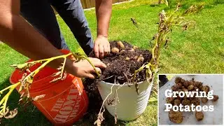 How To Grow Potatoes in a 5 Gallon Bucket