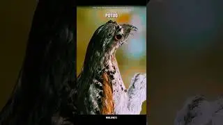 Potoo bird talent #sciencefacts