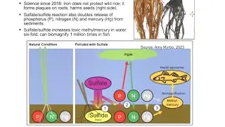 Protecting Wild Rice From Mining Pollution