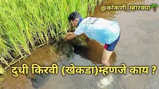गावली दुधी किरवी बघा कशी पकडली तिला | dudhi kiravi #खेकडा #kokan