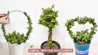 Essential Succulent Care Tips for Beginners | How to Not Kill Your Plants