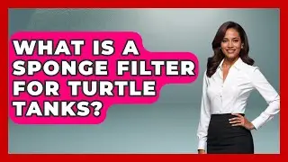 What Is A Sponge Filter For Turtle Tanks? - Reptilian Wonders