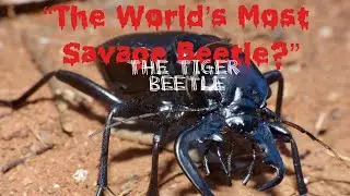 &ldquo;The World&rsquo;s Most Savage Beetle? Manticora scabra Will Shock You!&rdquo;