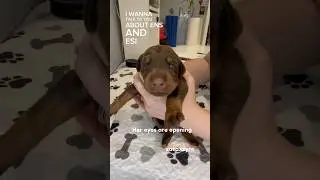 ENS early neurological stimulation for puppies. #doberman #puppies #training #dobermanbreeder #dogs