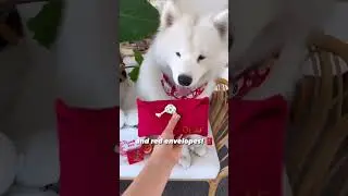 Good Luck Must-Haves for Lunar New Year! #samoyed #fluffy #dog #lunarnewyear #chinesenewyear