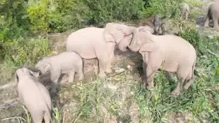 Wild elephants gather for a 'family reunion dinner' in SW China