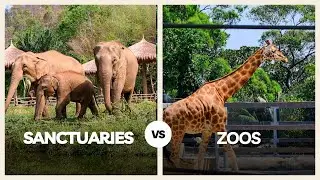 Zoos vs. Sanctuaries: The Real Conservation Impact!