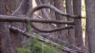 Trident Bigfoot Structure Found