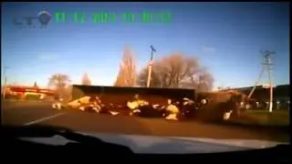 Truck carrying cows flips over in crash in Russia and sends cows flying
