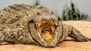 Unveiling the 17 Scariest Animals Still Roaming Earth Today | Nature's Nightmares Revealed!