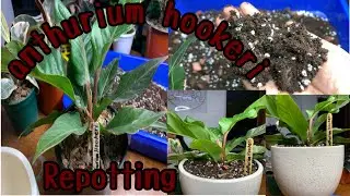 anthurium hookeri repotting || Nepali edition || Nepali gardener @plantsforhousedecor