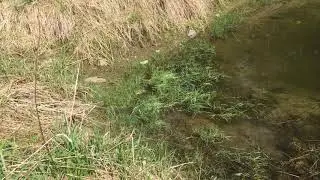 Bullfrog eats little frog and tries to eat snake!!
