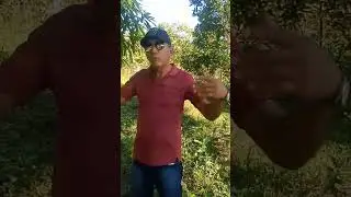 piada da hora