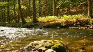 Calm River Rain Sounds with Soft Piano | Relax, Focus, Sleep Better