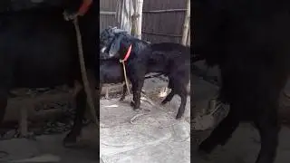 2wLots of goats they do very beautiful shoots we enjoy:Ep: 700