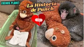 Punch y su peluche de orangutan. LA HISTORIA QUE EST&Aacute; CONMOVIENDO A TODOS 🐒💔😭