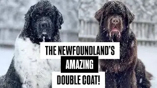 The Newfoundland&rsquo;s Amazing Double Coat. Watch How It Protects Them From The Cold & Snow!