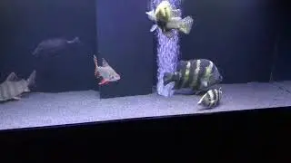 Ngt, datnoid, Chinese perch, albino arowana, part 1