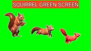 Running squirrel green screen|Green Screen Dancing Squirrel video effects