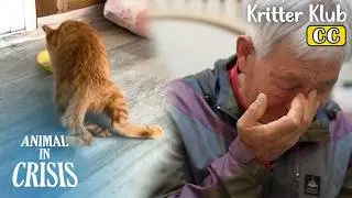 Нападение дикого животного парализовало ноги котенка... l Animal in Crisis Ep 444