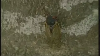Cicadas emerging early due to fungus