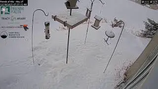 2025-12-17 - Night - Friends of Alta - Alta, UT - Live Stream Bird Feeder Cam