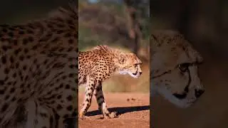 Did you know this about #cheetah ? 🐆