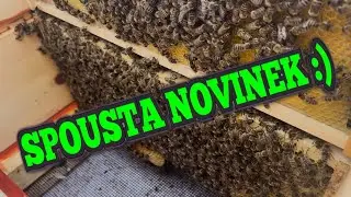 VČELÍ ZÁŘÍ - tavička vosku za 1800 Kč, úklid, zvápenatění, hlíva ústřičná, prezentace a dovolená
