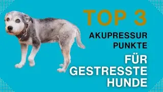 TOP 3 Akupressur-Punkte für gestresste Hunde